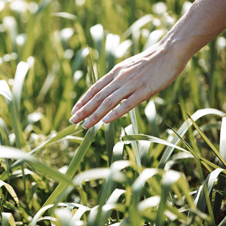 草原に差し伸べる手