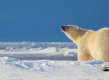 氷河とシロクマ