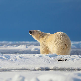 氷河とシロクマ