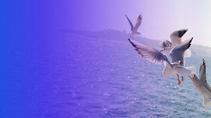 自然への投資　自然に関する資金ギャップを解消するための投資戦略