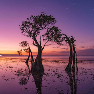 夕暮れのマングローブの木