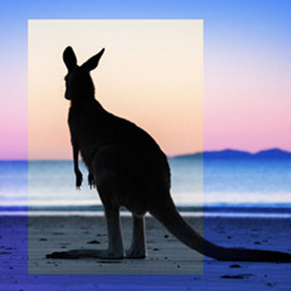 Kangaroo at a beach