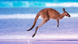Kangaroo near ocean