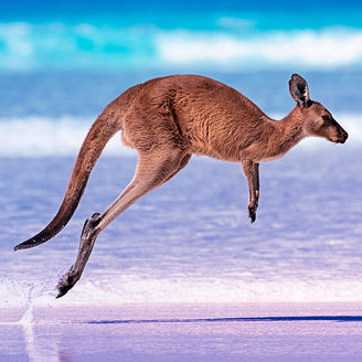 Kangaroo near ocean