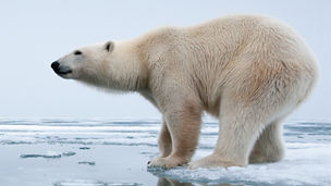 KPMG Business Insights 24