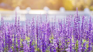 Soft Focus of Blue Salvia Flower Field and Blurred by the Wind for Texture Background