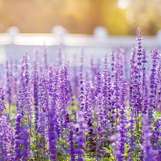 Soft Focus of Blue Salvia Flower Field and Blurred by the Wind for Texture Background
