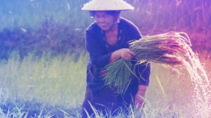 Lady working in the farm