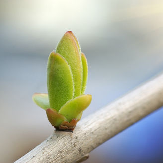 Leaf on tree