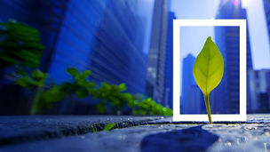 Small green leaf growing through pavement in a city, framed by buildings and a white rectangle outline