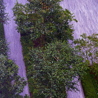 Lined trees in office courtyard banner
