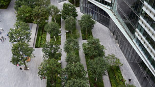 Lined trees in office courtyard