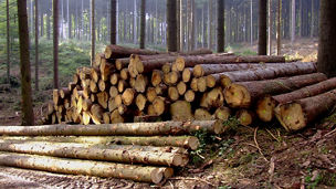 Holzstappel im Forst