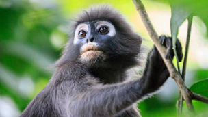 木につかまるサル