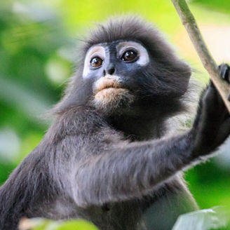 木につかまるサル