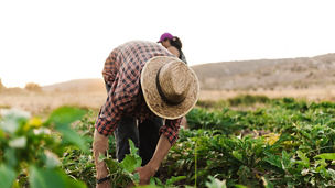 Man with hat collecting crops