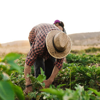 Man with hat collecting crops