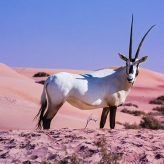 NZRR united arab emirates