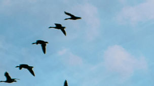 Low Angle View Of Birds Flying In Sky