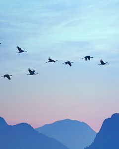 Birds flying in a v-formation above the mountains