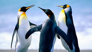 Penguins