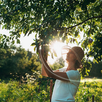 Person reaching up to examine tree branches in a sunlite orchard