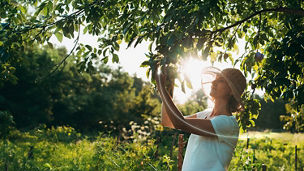 Person reaching up to examine tree branches in a sunlite orchard