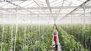 Person Standing under agricultural tent