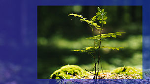 Plant on forest floor