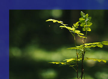 Plant on forest floor