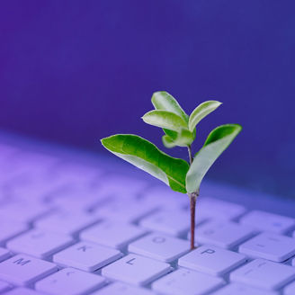 Plant in a keyboard