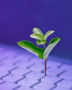 Plant in a keyboard