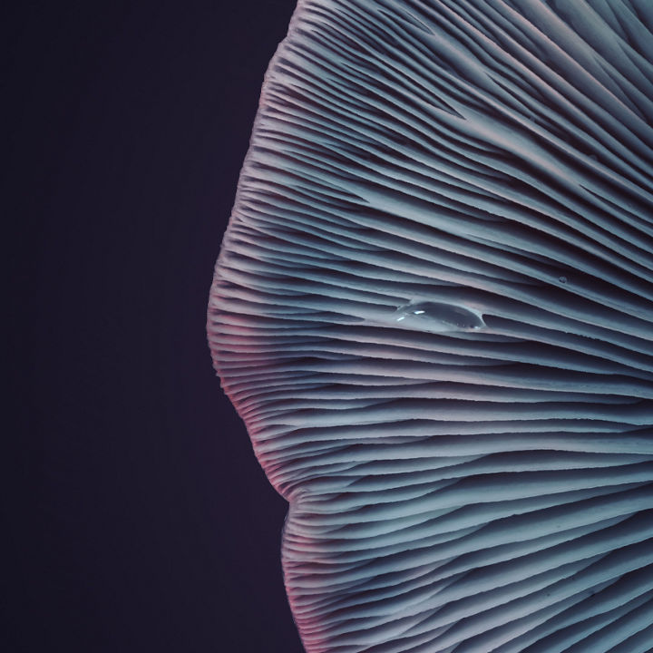 Abstrakt
