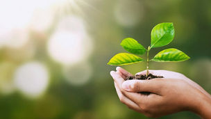 Plant on palm