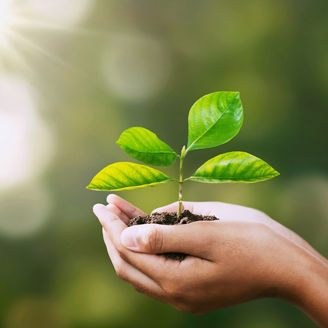 Plant on palm