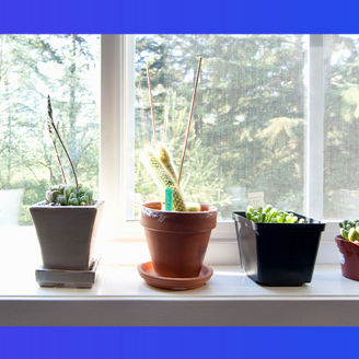 plants-on-window-banner