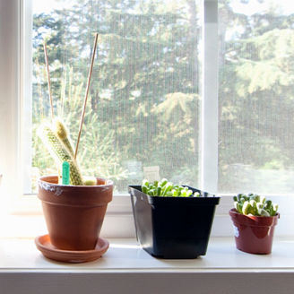 plants-on-window