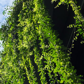 Edificio com várias plantas
