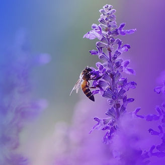 Abelha sobre uma flor