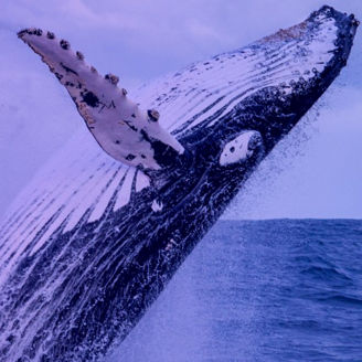 Orca a saltar no mar