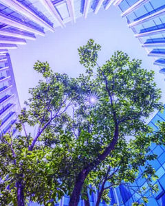 Baum in Innenhof