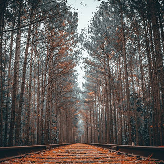 Railway tracks through dense forest