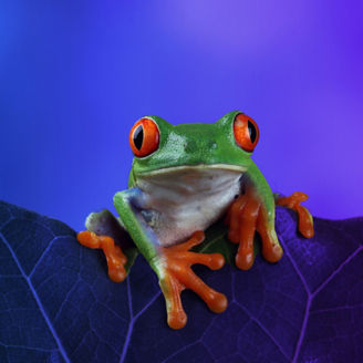 Biodiversity: The Foundation of Life, Economy, and Future