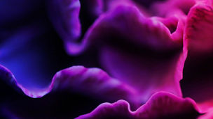 Flowers with purple blue veil