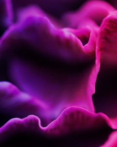 Flowers with purple blue veil