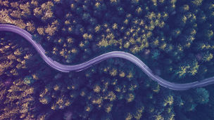 Road forest