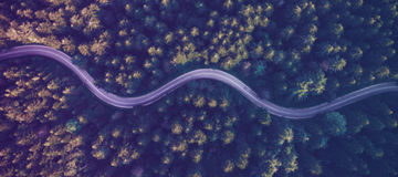 Road forest