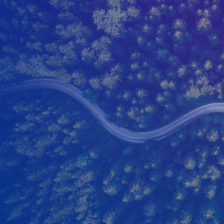 Road forest