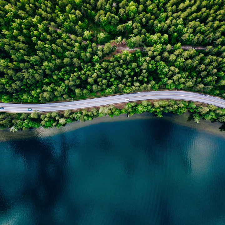 Road and forest