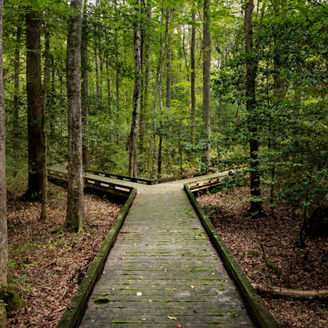 Concept of decision or choice using a wooden boardwalk in dense forest in Great Dismal Swamp